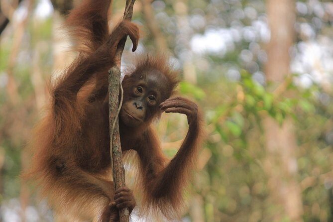 2Ns Experience Kelotok River Cruise in Orangutan's Homeland - An In-Depth Look at the Experience