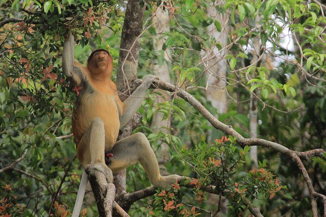 2Ns Experience Kelotok River Cruise in Orangutan's Homeland - Final Thoughts