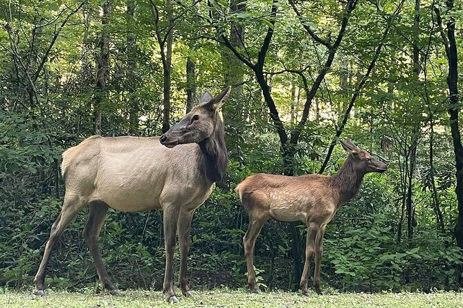 3 - 3.5 HR Smoky Mtn. Cherokee Eco Elk Safari Jeep Adventure - Final Thoughts