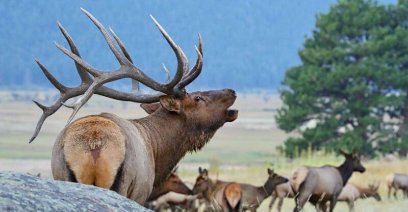 3/4 Day RMNP Mtn to Sky+Bear Lake Rd Tour-RMNPhotographer - What to Expect from Your RMNP Adventure