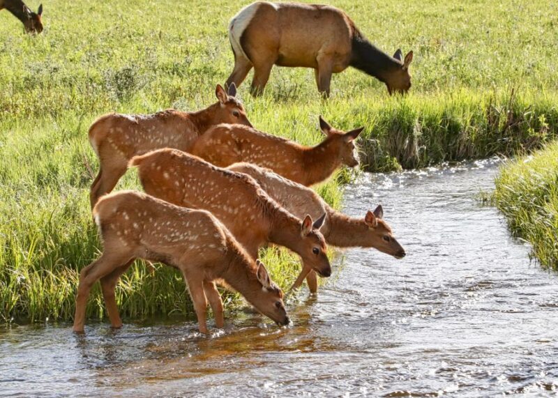 3/4 Day RMNP Mtn to Sky+Bear Lake Rd Tour-RMNPhotographer - The Value of This Experience