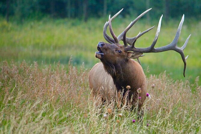 3/4 Day Rocky Mountain NP "Mountain to Sky+Bear Lake Rd" Tour - RMNPhotographer - FAQs