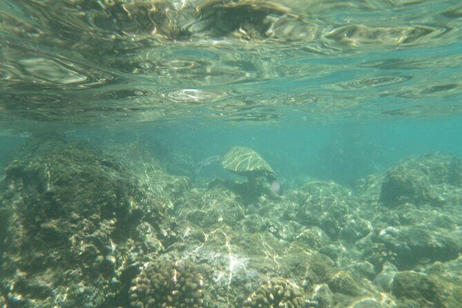 3.5 Hour Kailua-Kona Ocean Kayak and Snorkel Tour - Frequently Asked Questions