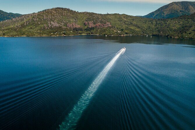 3.5 Hour Marlborough Sounds Delivery Cruise - The Experience and Atmosphere