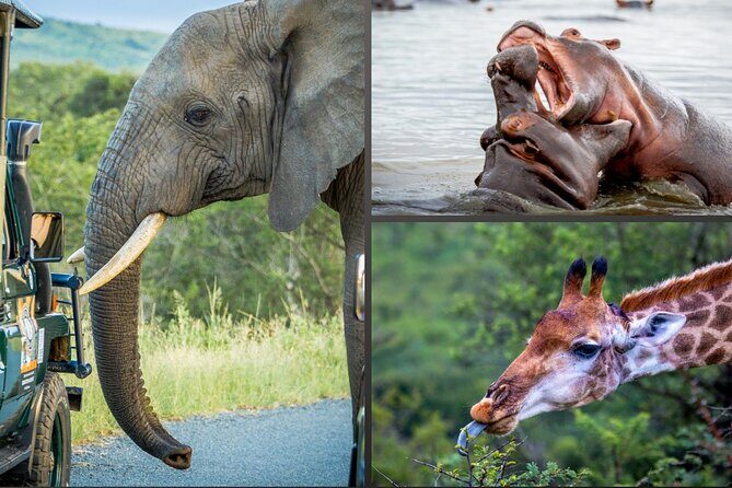 3 Day 2 Night Hluhluwe, St Lucia, Isimangaliso Tour - Day 1: St Lucia – Hippo & Croc Boat Cruise and Sunset Safari