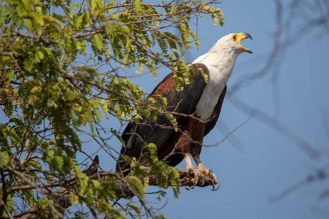 3 Day 2 Night Mikumi National Park + Masai culture - Key Points