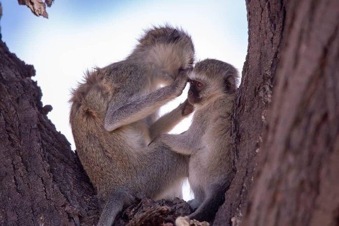 3 Day 2 Night Mikumi National Park + Masai culture - Final Thoughts