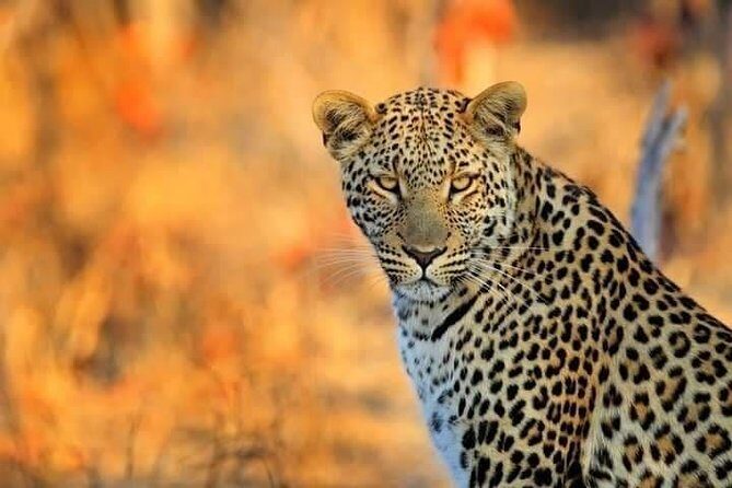 3 Day 2 Night Mikumi National Park + Masai culture - FAQ