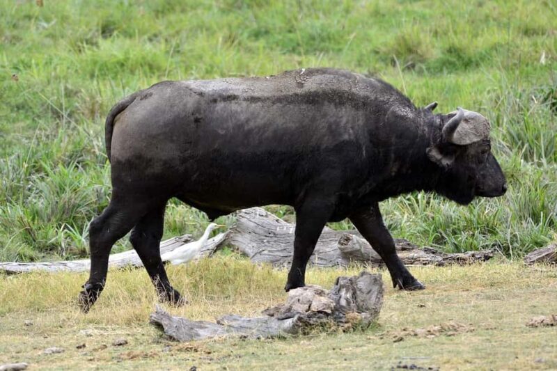 3-day 2-Night safari from Dar-es-Salaam to Mikumi National P - Key Points
