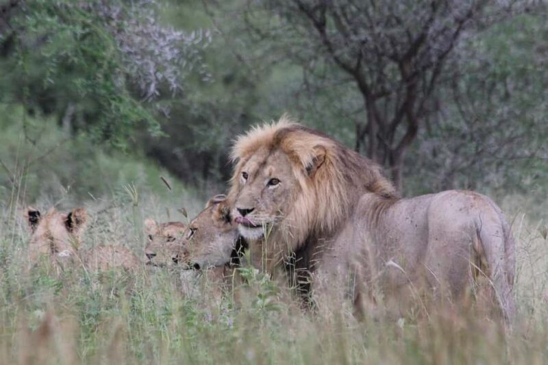 3-day 2-Night safari from Dar-es-Salaam to Mikumi National P - Why This Safari Is a Great Deal