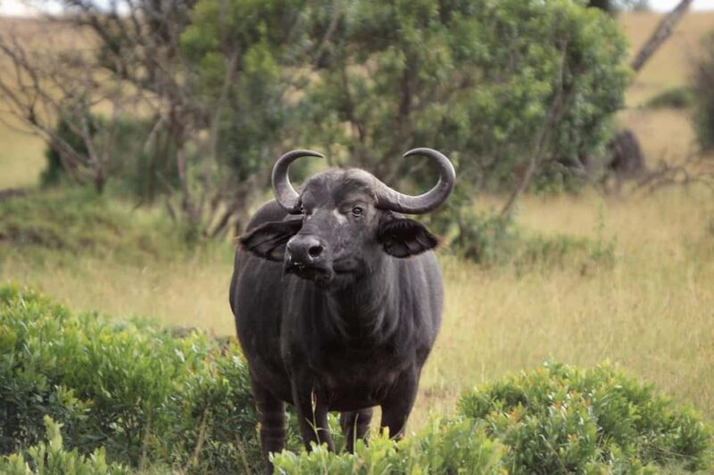 3-day 2-Night safari from Dar-es-Salaam to Mikumi National P - What Makes Mikumi Special
