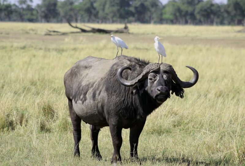 3-day 2-Night safari from Dar-es-Salaam to Mikumi National P - Practical Tips for Travelers
