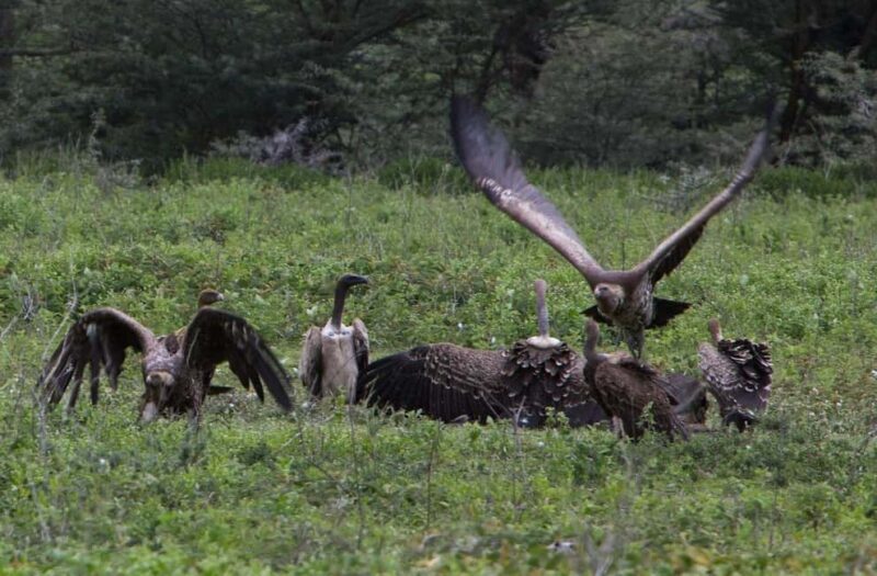 3-day 2-Night safari from Dar-es-Salaam to Mikumi National P - Final Thoughts