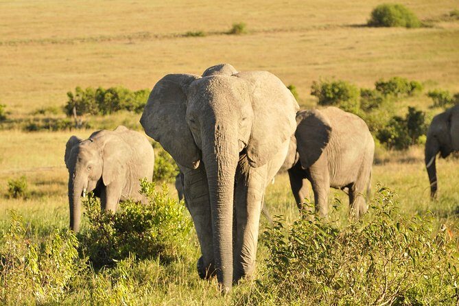 3 Day 2 Nights Maasai Mara Safari - An In-Depth Look at the 3-Day Maasai Mara Safari