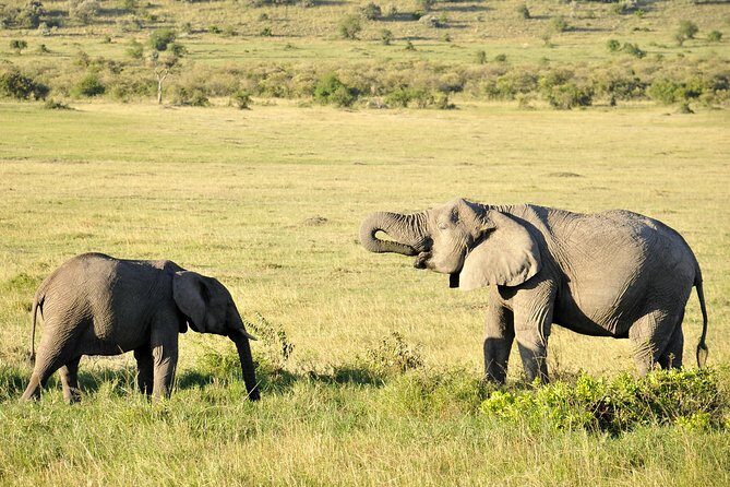 3 Day 2 Nights Maasai Mara Safari - Authentic Experiences and Traveler Feedback