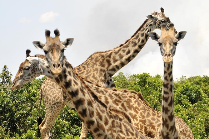 3 Day 2 Nights Maasai Mara Safari - Practical Tips for Travelers