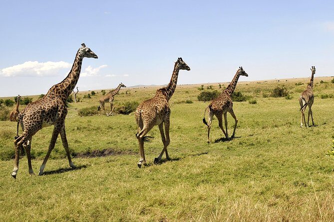 3 Day 2 Nights Maasai Mara Safari - The Sum Up