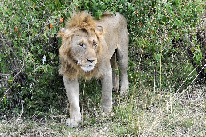 3 Day 2 Nights Maasai Mara Safari - FAQs