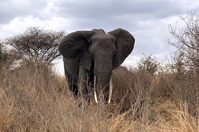 3-Day Adventure Camping Safari to Tarangire, Ngorongoro Crater, and Lake Manyara - An Overview of the Safari Experience
