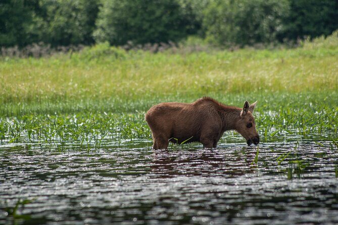3-Day Algonquin Park Canoe Trip - The Value Proposition
