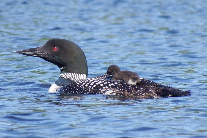 3 Day Algonquin Park Canoe Trip - Moose & Beaver Safari - Final Thoughts: Who Should Consider This Trip?
