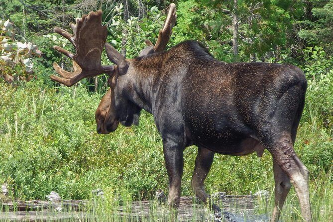 3 Day Algonquin Park Canoe Trip - Moose & Beaver Safari - Frequently Asked Questions