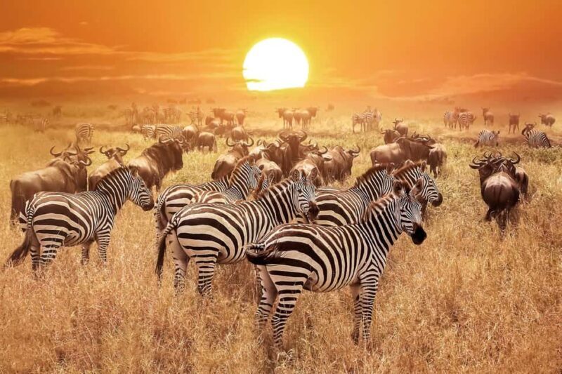 3-Day Amazing Serengeti and Ngorongoro Safari - Key Points