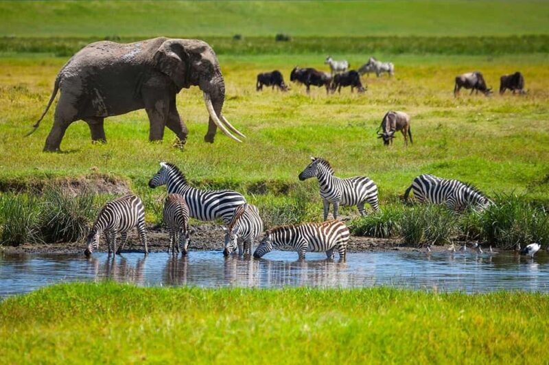 3-Day Amazing Serengeti and Ngorongoro Safari - Exploring the Safari Itinerary