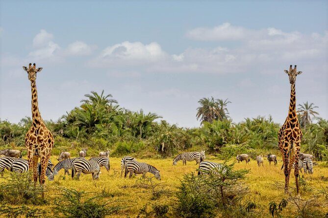 3 Day Amboseli Kenya Safari Tour with African Gift - An In-Depth Look at the 3-Day Amboseli Safari