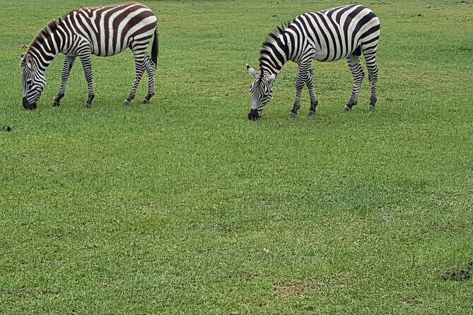 3 Day Amboseli Kenya Safari Tour with African Gift - Who Would Love This Safari?