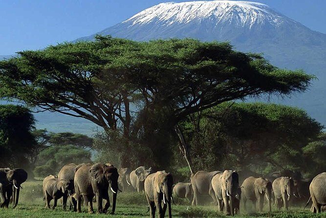 3 Day Amboseli National Park All-Inclusive Camping Safari - Exploring Amboseli: Day 2