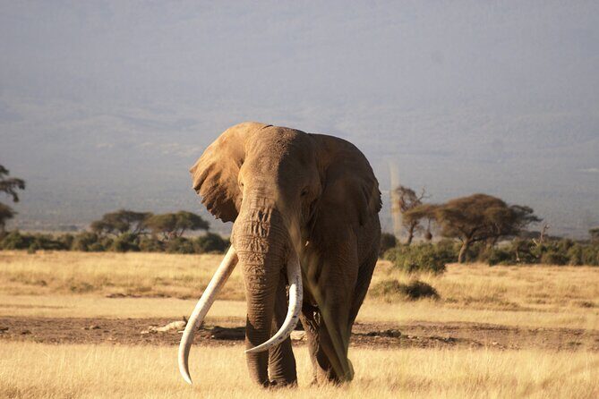 3-Day Amboseli National Reserve Safari from Nairobi - Introduction: A Practical, Authentic Safari in Kenya