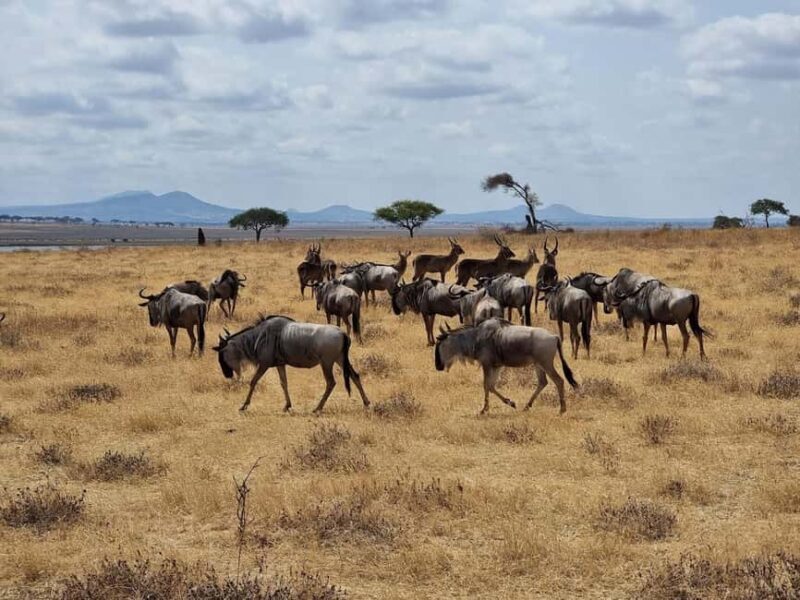 3-Day Arusha, Tarangire, and Materuni Waterfall Tour - Key Points