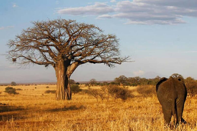 3-Day Arusha, Tarangire, and Materuni Waterfall Tour - Day 1: Arusha – The Cultural Gateway