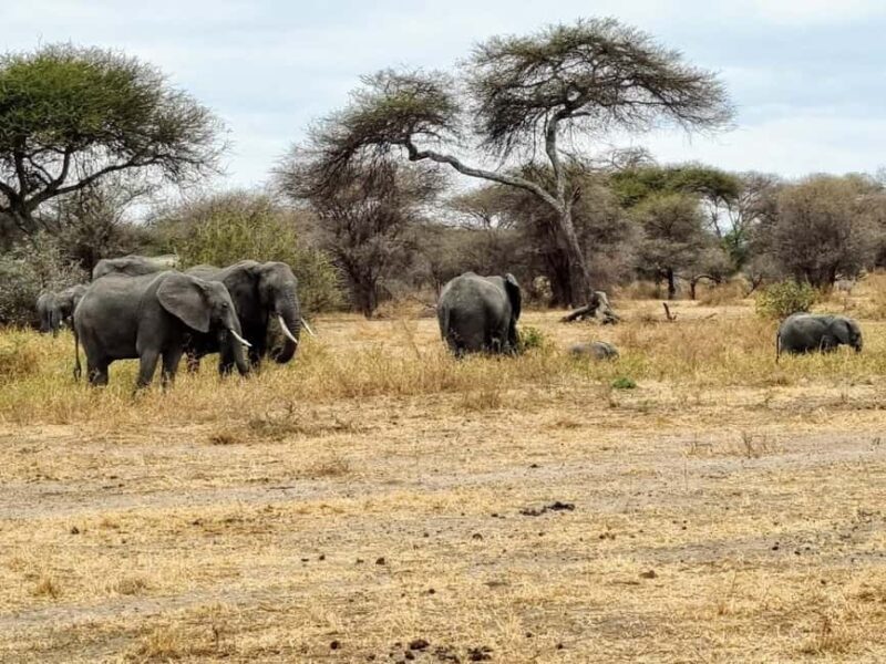 3-Day Arusha, Tarangire, and Materuni Waterfall Tour - Day 3: Materuni Village – Waterfalls and Coffee