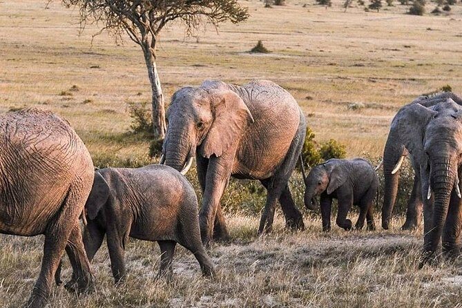 3-DAY Best Maasai Mara Safari (POPULAR) - FAQ