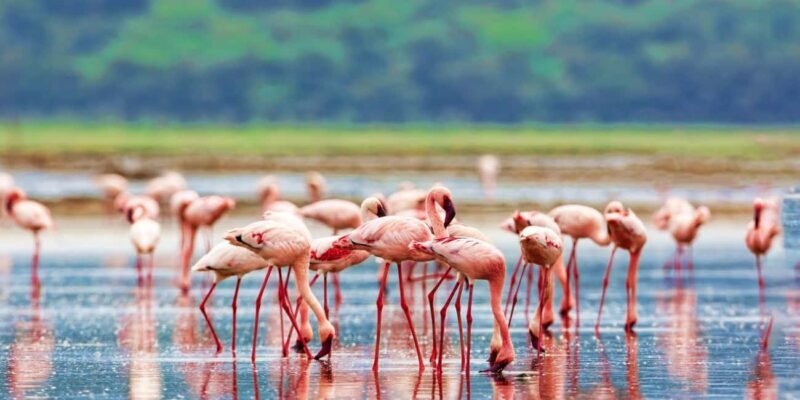 3-Day Bird Watching Lake Nakuru, Lake Bogoria& Lake Naivasha - Exploring the 3-Day Bird Watching Tour of Lake Nakuru, Lake Bogoria & Lake Naivasha