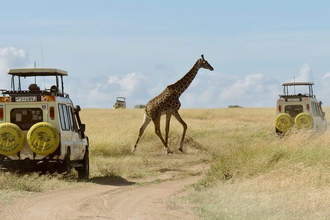 3-Day Budget Maasai Mara Joining Safari with 4x4 LandCruiser Jeep - Key Points