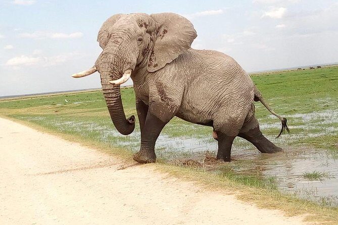 3-day Budget Safari To Maasai Mara - Key Points
