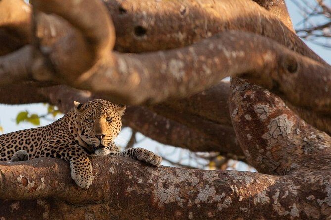 3-day Budget Safari To Maasai Mara - An In-Depth Look at the Maasai Mara Safari Experience