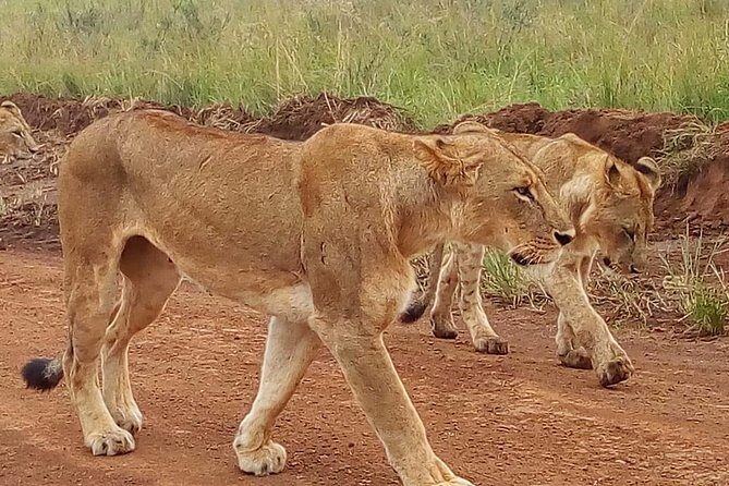 3-day Budget Safari To Maasai Mara - FAQ
