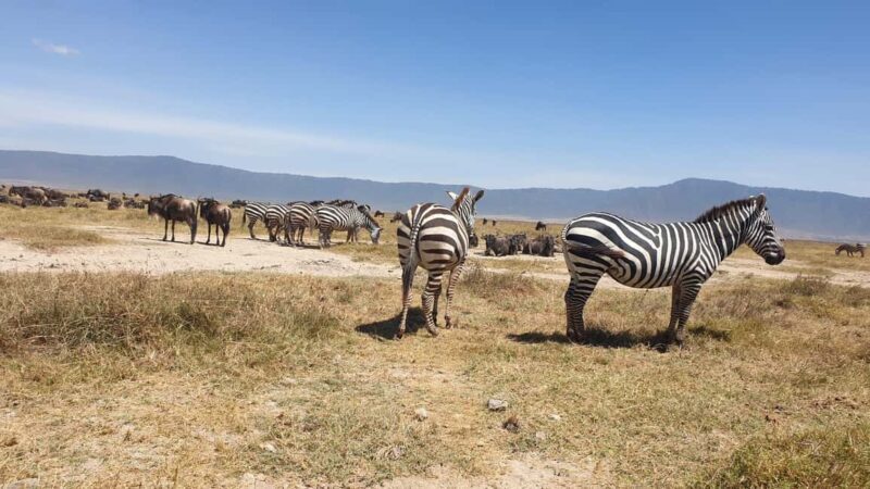 3 Day Budget Shared Safari To Serengeti & Ngorongoro Crater - Practical Considerations
