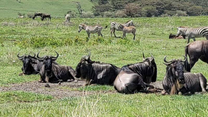 3 Day Budget Shared Safari To Serengeti & Ngorongoro Crater - Who Should Consider This Tour?