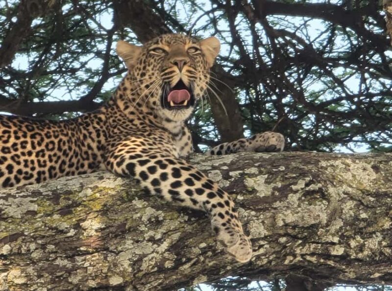 3 Day Budget Shared Safari To Serengeti & Ngorongoro Crater - FAQ