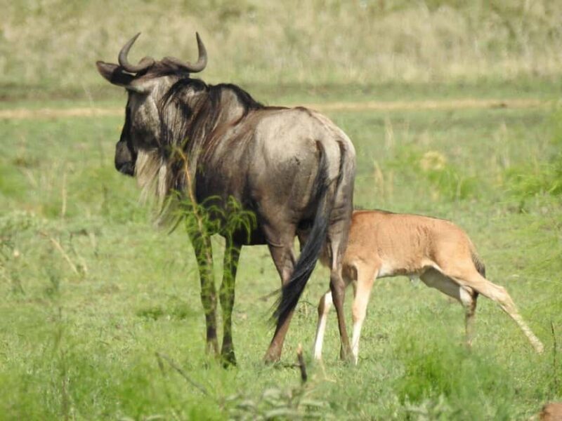 3-Day Calving Season Migration Southern Serengeti Safari - Key Points