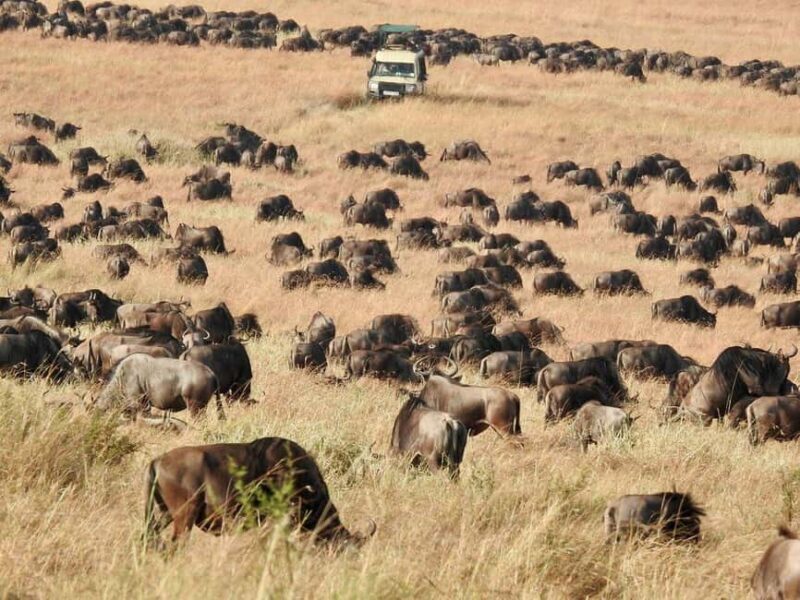3-Day Calving Season Migration Southern Serengeti Safari - An In-Depth Look at the 3-Day Tanzanian Safari