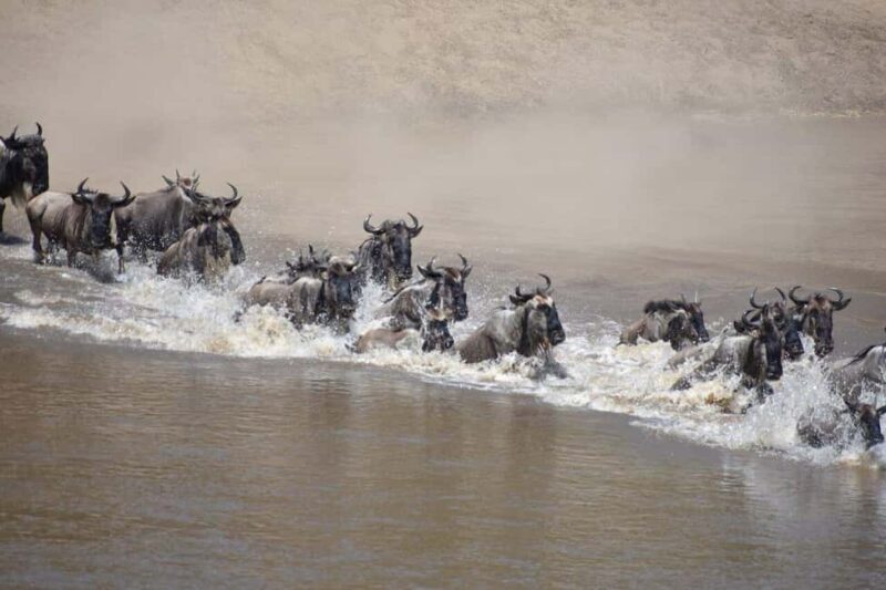 3-Day Calving Season Migration Southern Serengeti Safari - Why This Tour Offers Value