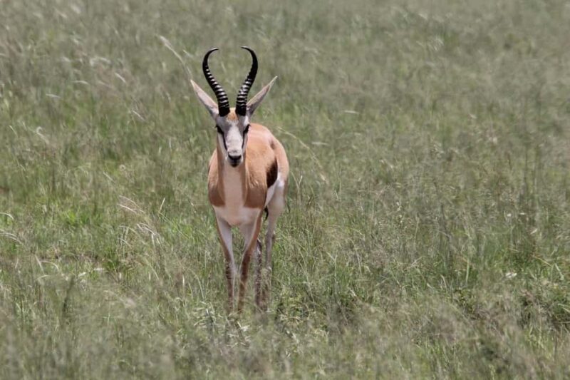 3-day camping safari from Dar-es-Salaam to Mikumi N. Park - Overview of the safari experience