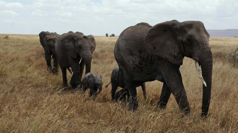 3-day camping safari from Dar-es-Salaam to Mikumi N. Park - Day 2: Full-day game drive exploring Mikumi