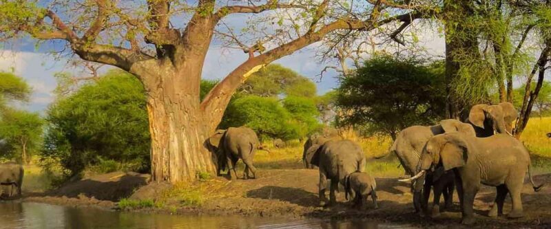 3-Day Camping Safari in Arusha National Park - Key Points